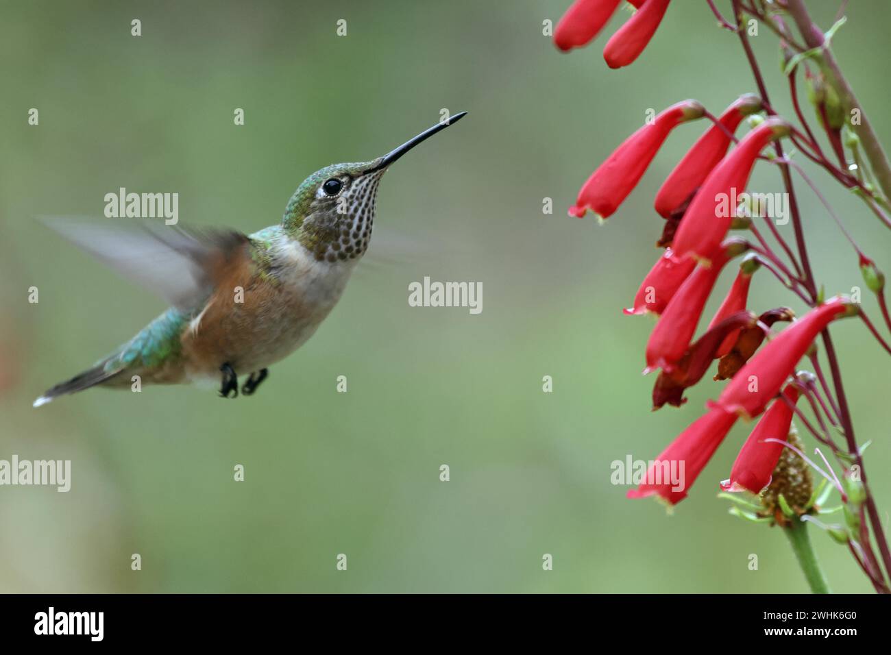 Colibrì dalla coda larga, Stati Uniti Foto Stock