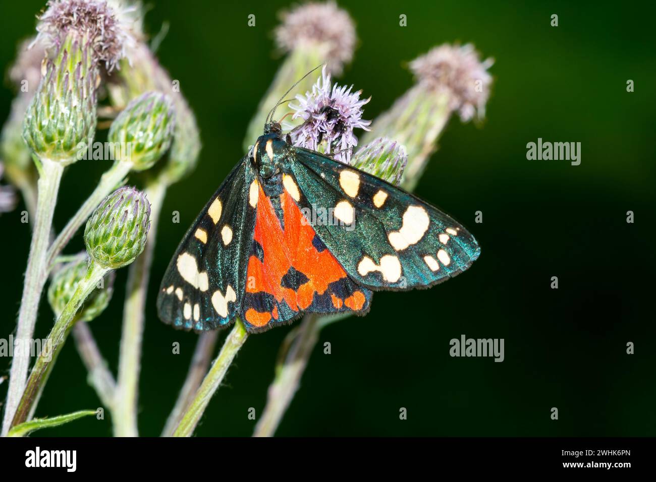 Scarlet tiger moth Foto Stock