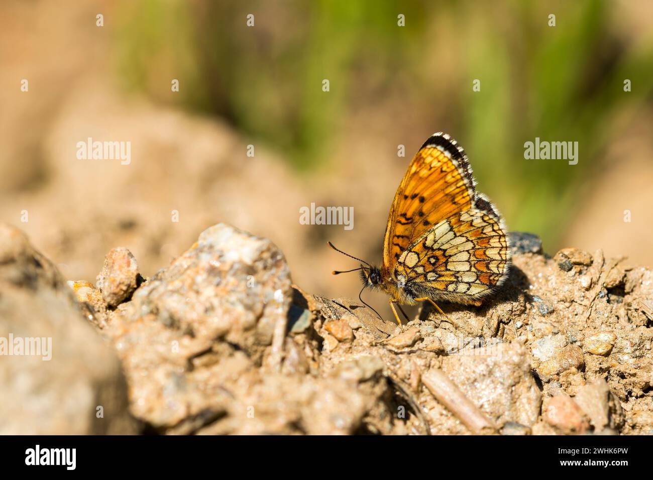Heath fritillary (Melitaea athalia) Foto Stock