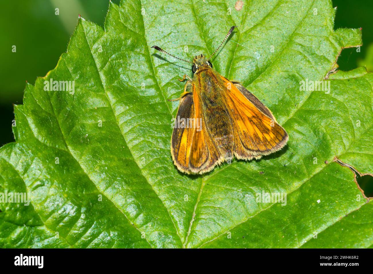 Grande skipper Foto Stock