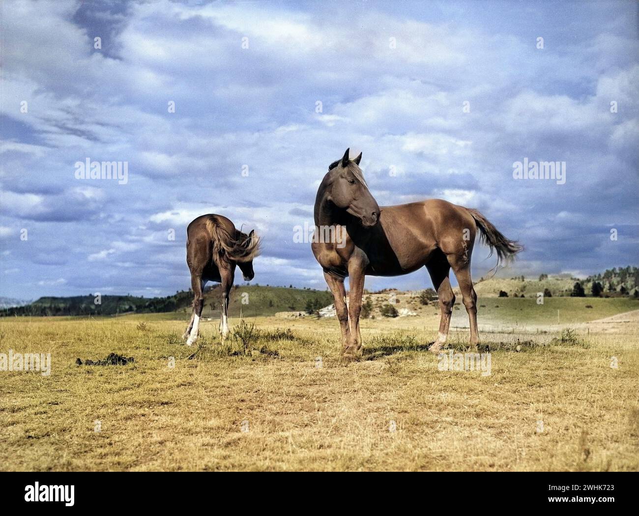 Due cavalli di ranch sul pascolo vicino a lame Deer, Montana, USA, Marion Post Wolcott, U.S. Farm Security Administration, agosto 1941 Foto Stock