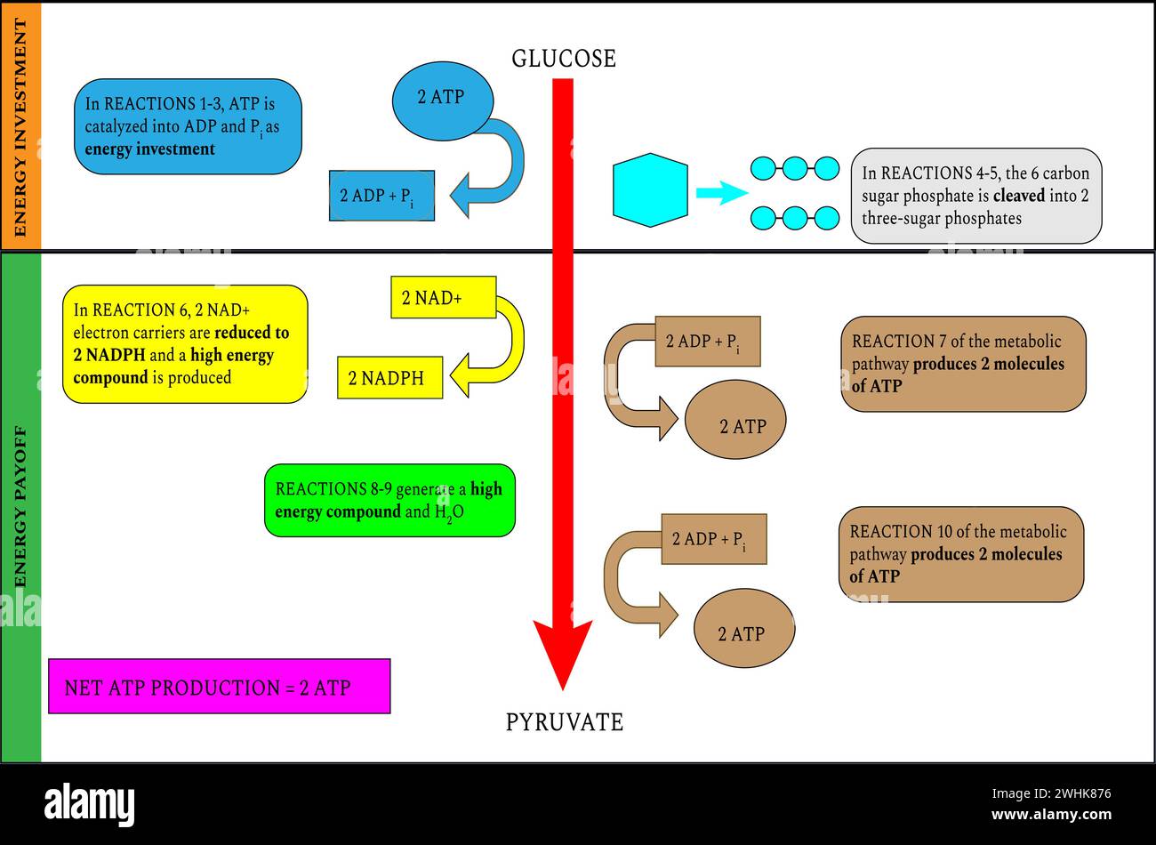 Riepilogo delle reazioni del percorso della glicolisi. Illustrazione vettoriale Illustrazione Vettoriale