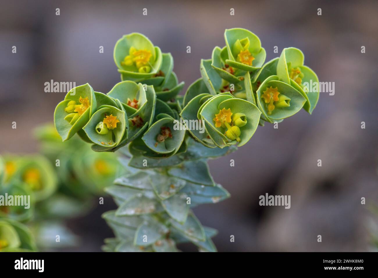 Euphorbia paralias, spiaggia vicino a Orzola, Lanzarote Foto Stock