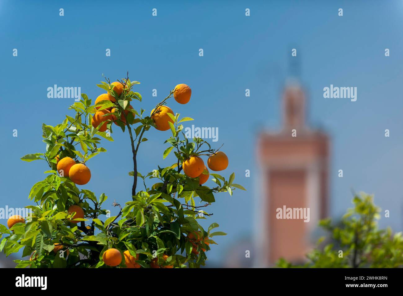 Arancio, arancio, cirus, frutta, cibo, nutrizione, vegetale, tropicale, agricoltura, agricola, cibo, sano, Marrakech, Marocco Foto Stock