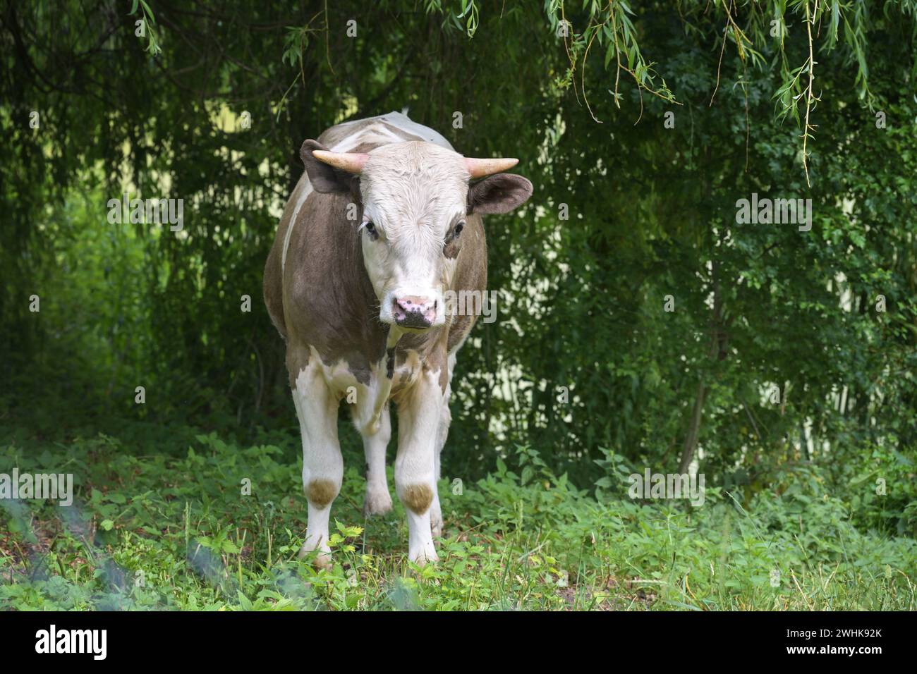 Giovani bovini, macchiati di bianco marrone, sotto un albero su un prato strutturato naturale di un'azienda agricola biologica, guardando alla macchina fotografica, conc Foto Stock
