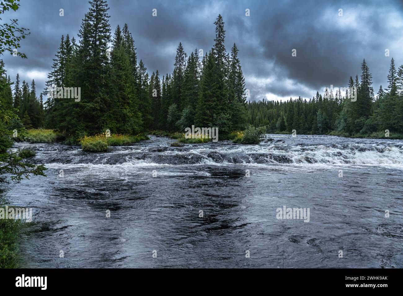 Pittoresco fiume nella foresta di Storån durante l'alba, che scorre lungo la riva con pini, cespugli e fiori gialli, cielo nuvoloso scuro. Natura selvaggia nordica Foto Stock