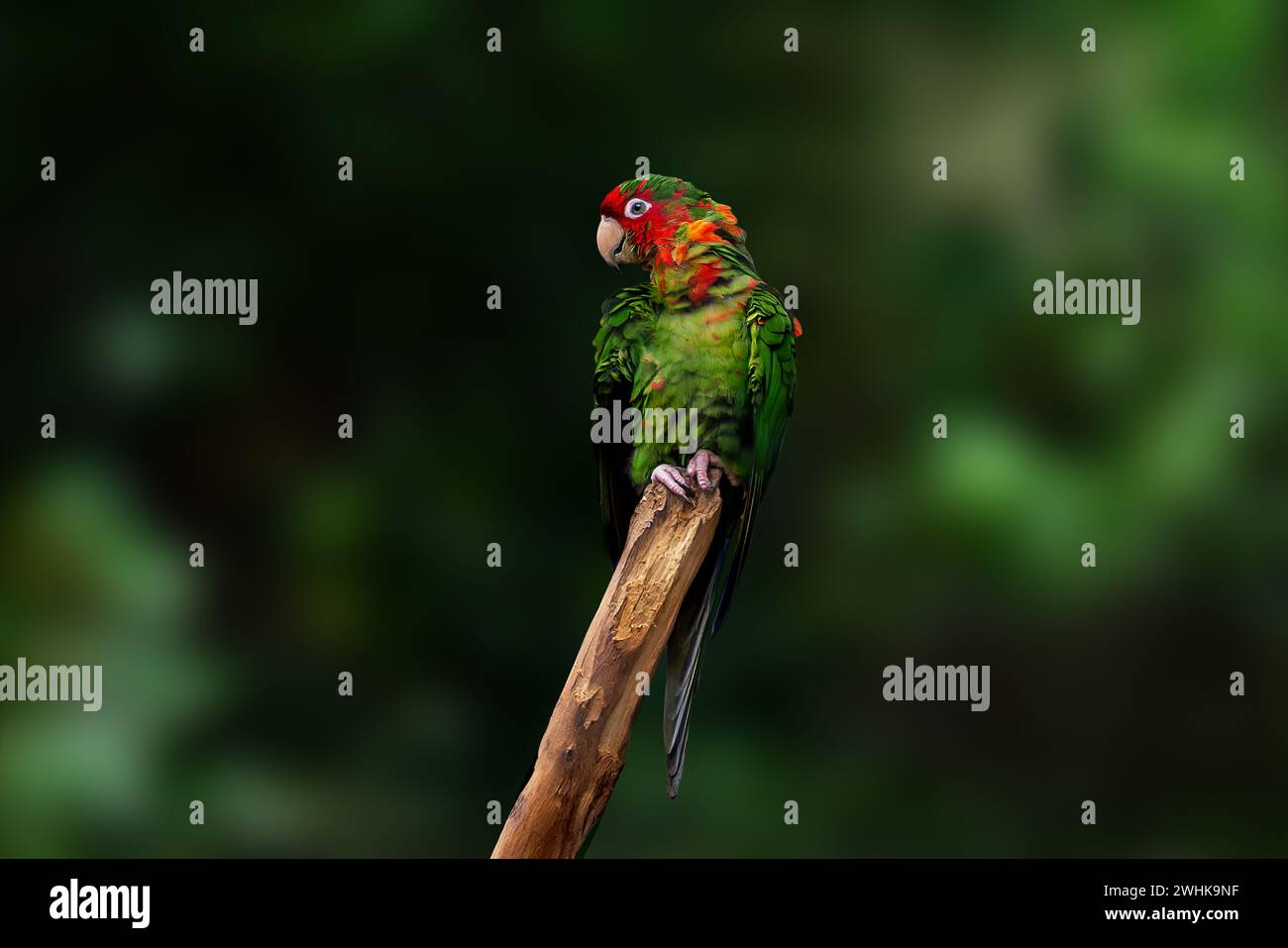 Uccello di Parakeet (Psittacara mitratus) Foto Stock