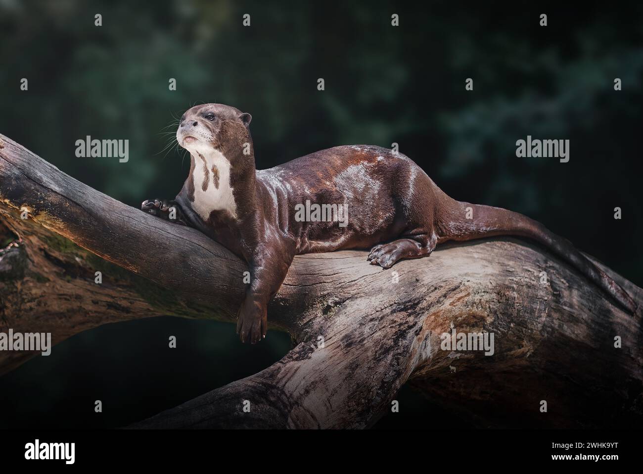 Lontra gigante (Pteronura brasiliensis) Foto Stock