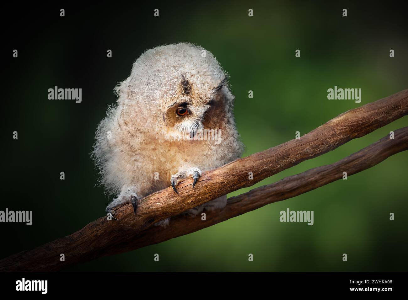 Gufo a righe (Asio clamator) - uccello della preda Foto Stock
