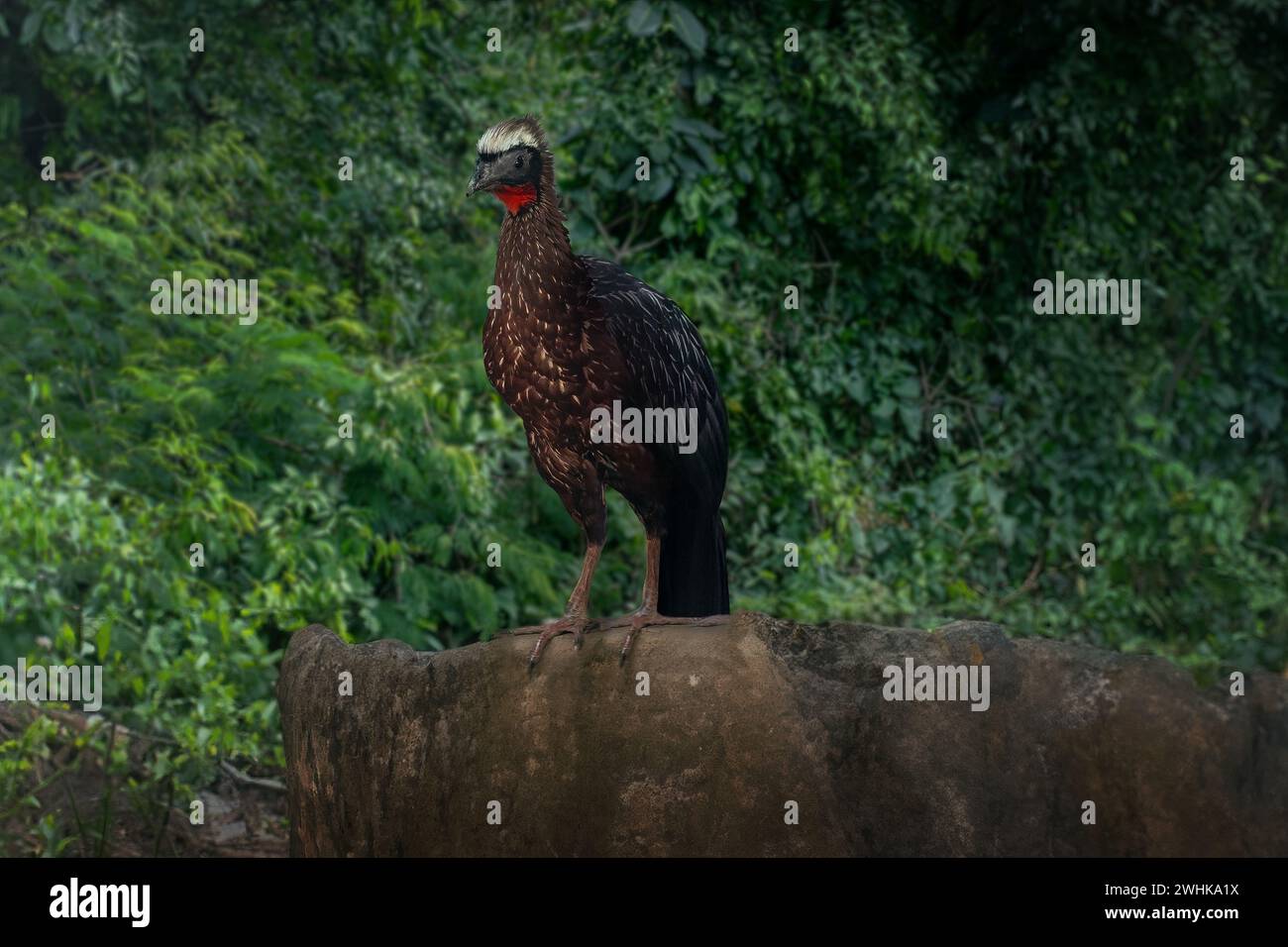 Uccello Guan con cresta bianca (Penelope pileata) Foto Stock