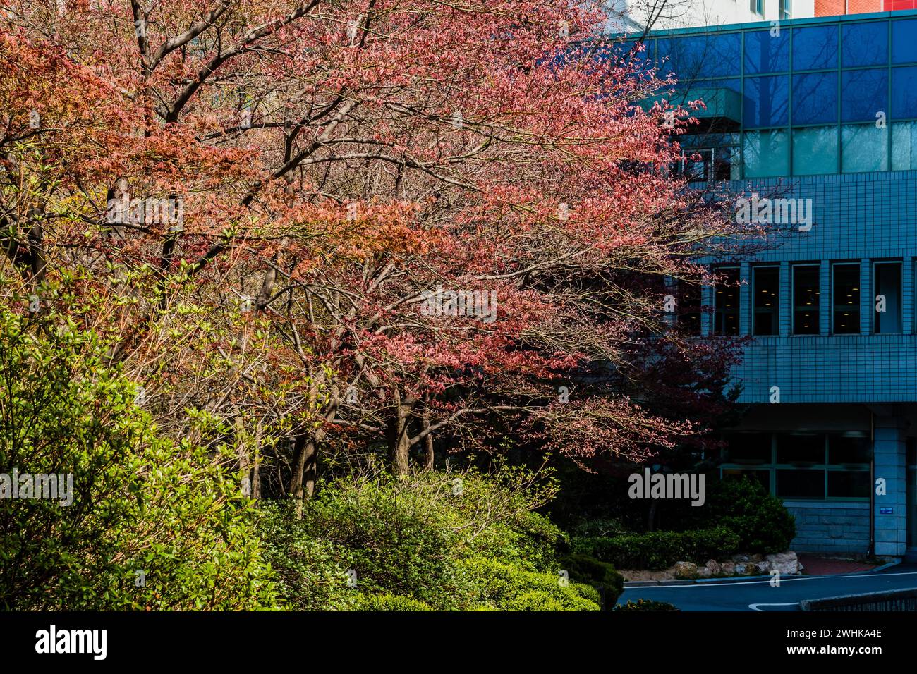 Cespugli verdi e un albero con foglie rosse inondate di luce solare davanti ad un edificio in mattoni bianchi Foto Stock