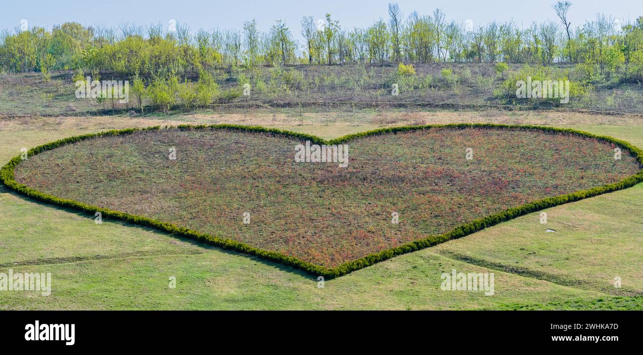 Grande area di prato sul lato di una collina rifilata in siepi a formare la forma di un cuore Foto Stock