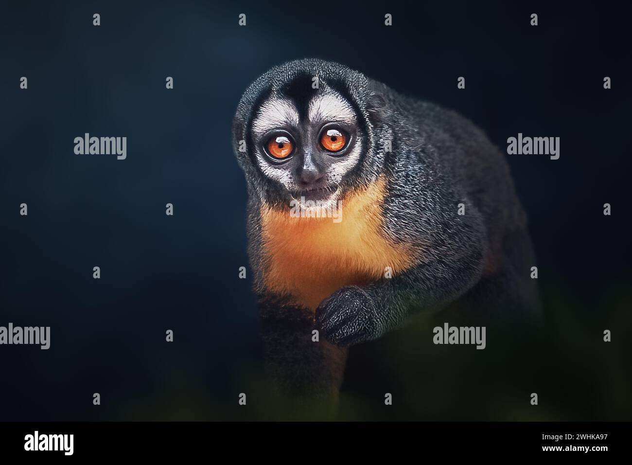 Scimmia notturna a tre strisce (Aotus trivirgatus) o scimmia notturna del nord Foto Stock
