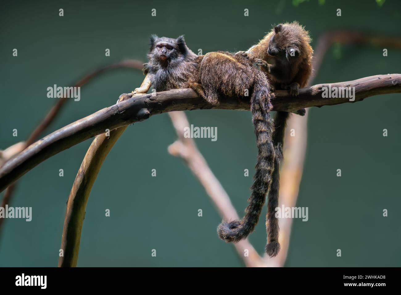 Grooming Marmoset dalla coda nera (Mico melanurus) Foto Stock