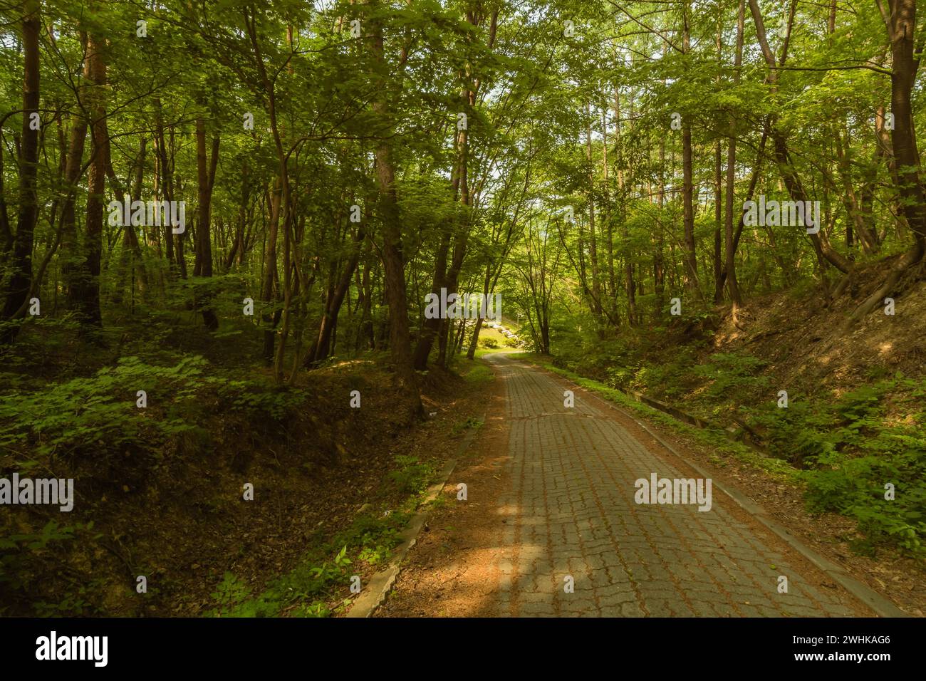 Passerella pavimentata in pietra fiancheggiata da alberi in un'area boschiva di un parco pubblico in Corea del Sud Foto Stock