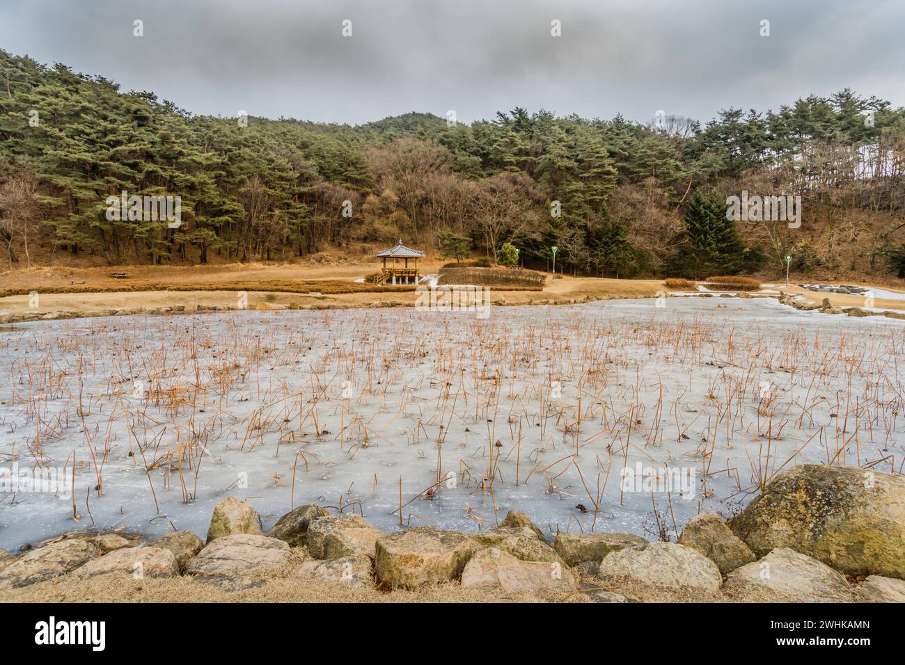 Paesaggio di gazebo orientale con un tetto piastrellato sul bordo di un laghetto ghiacciato con alte canne che si attaccano attraverso il ghiaccio con lussureggiante fogliame dentro Foto Stock