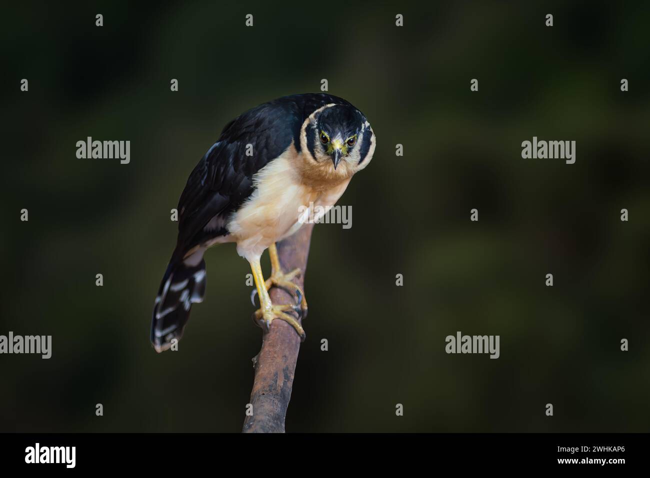 Falco della foresta con colletto (Micrastur semitorquatus) - Tawny Morph Foto Stock Falco della foresta con colletto (Micrastur semitorquatus) - Tawny Morph Foto Stock