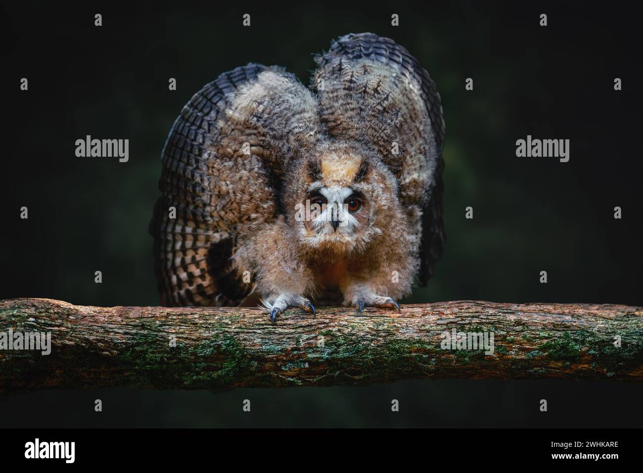 Gufo a righe (Asio clamator) - uccello della preda Foto Stock Gufo a righe (Asio clamator) - uccello della preda Foto Stock