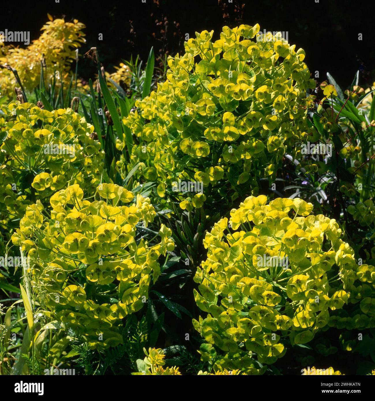 Euphorbia characias subsp. Wulfenii "Joyce's Giant" spurga piante con grandi teste verdi luminose al confine con il giardino, Inghilterra, Regno Unito Foto Stock