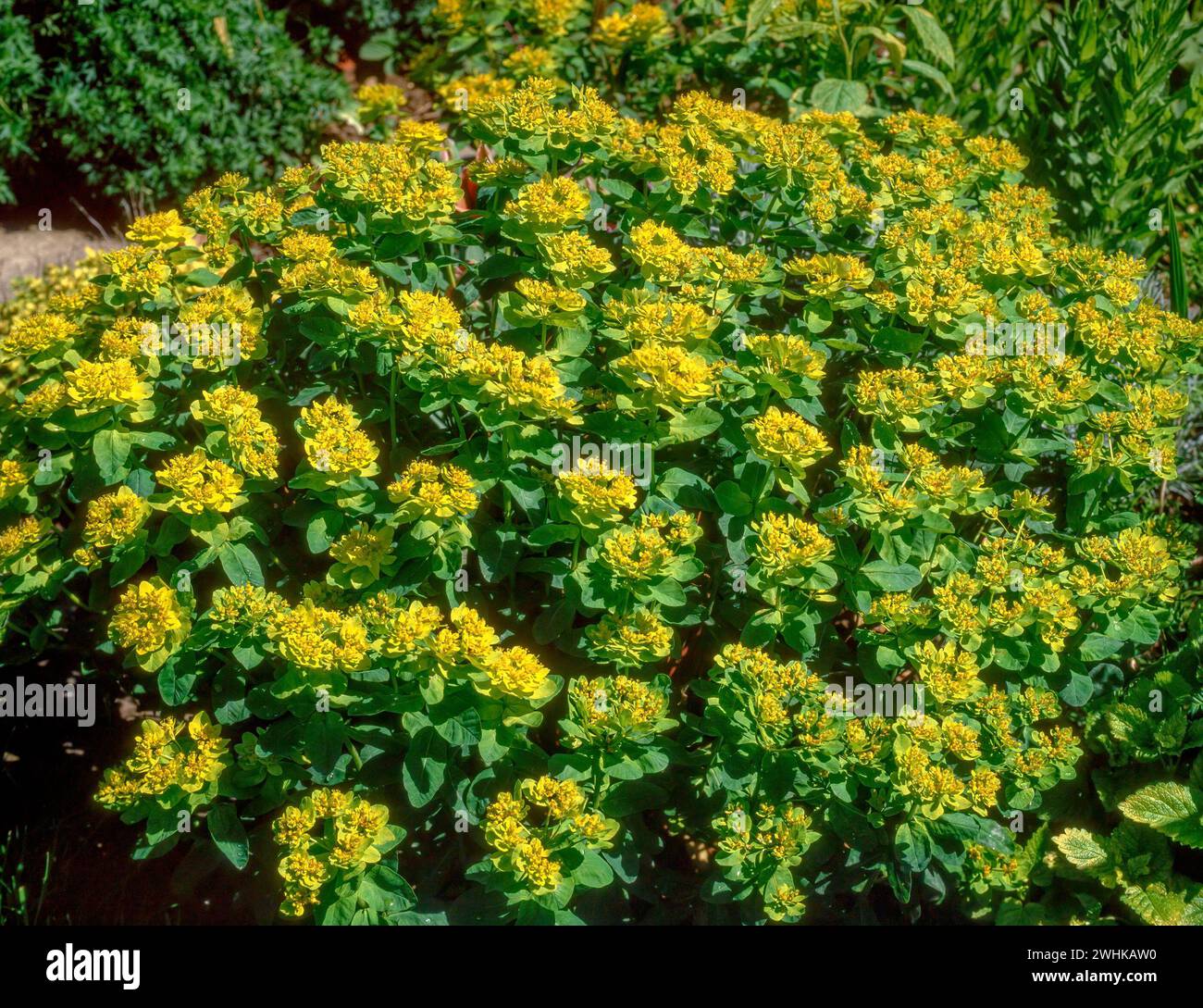 Euphorbia Polychroma (Euphorbia epithymoides) spurge pianta in crescita al confine con il giardino, Inghilterra, Regno Unito Foto Stock