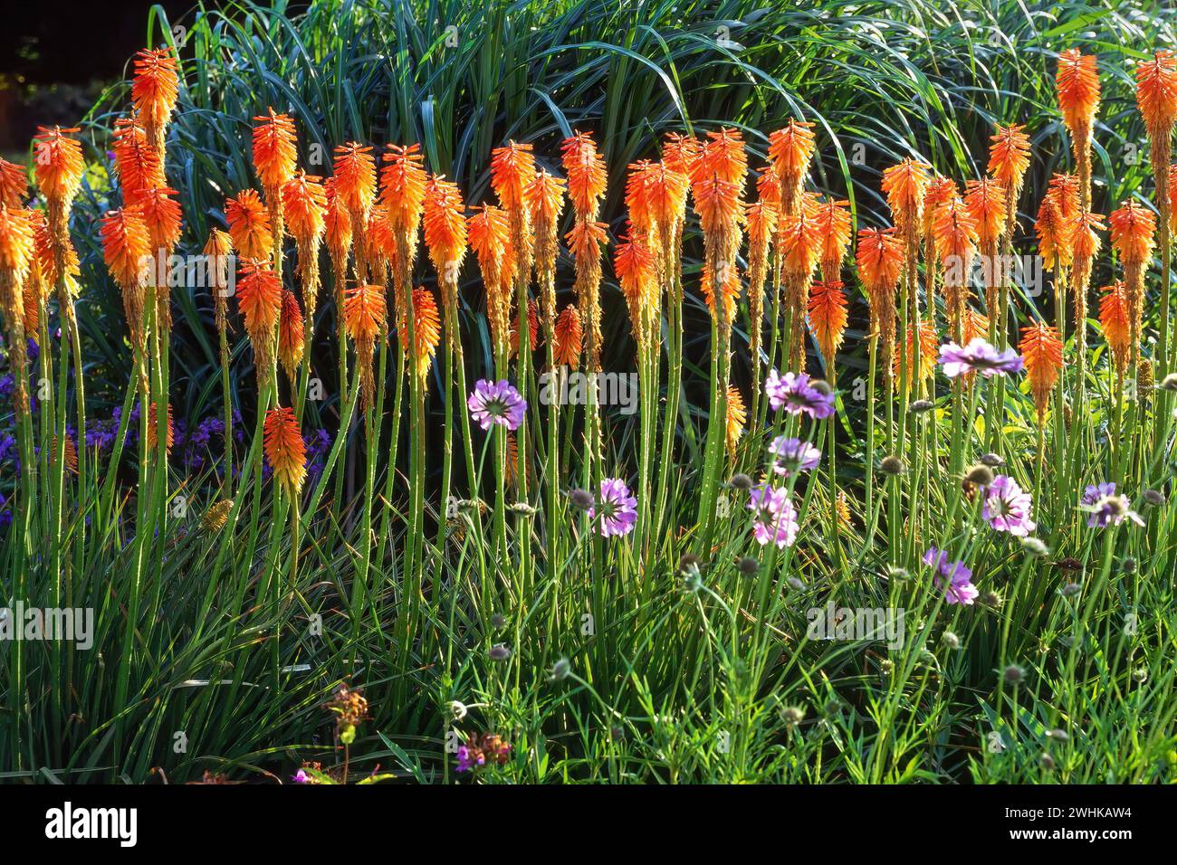 Kniphofia Fiery Fred, Red Hot Poker Flowers with Scabious Penhill Blue Flowers in Garden Border, Inghilterra, Regno Unito Foto Stock