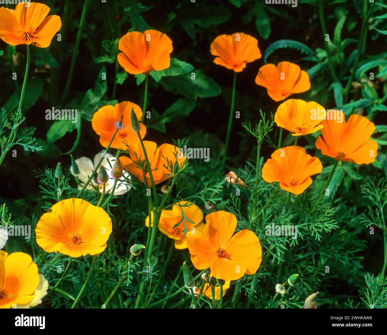 Giallo brillante Eschscholzia californica ssp. mexicana (California / Mexican Gold Poppy) fiori, Inghilterra, Regno Unito Foto Stock