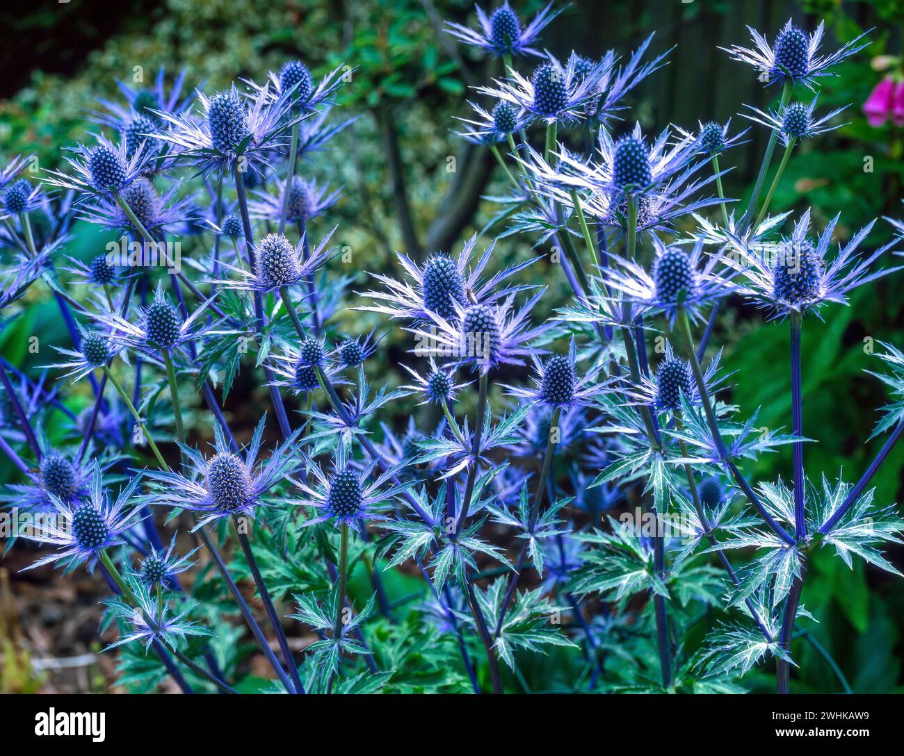 Eryngium blu retroilluminato x zabelii 'Jos Eijking', fiori di cardo sacro al confine con il giardino, Inghilterra, Regno Unito Foto Stock
