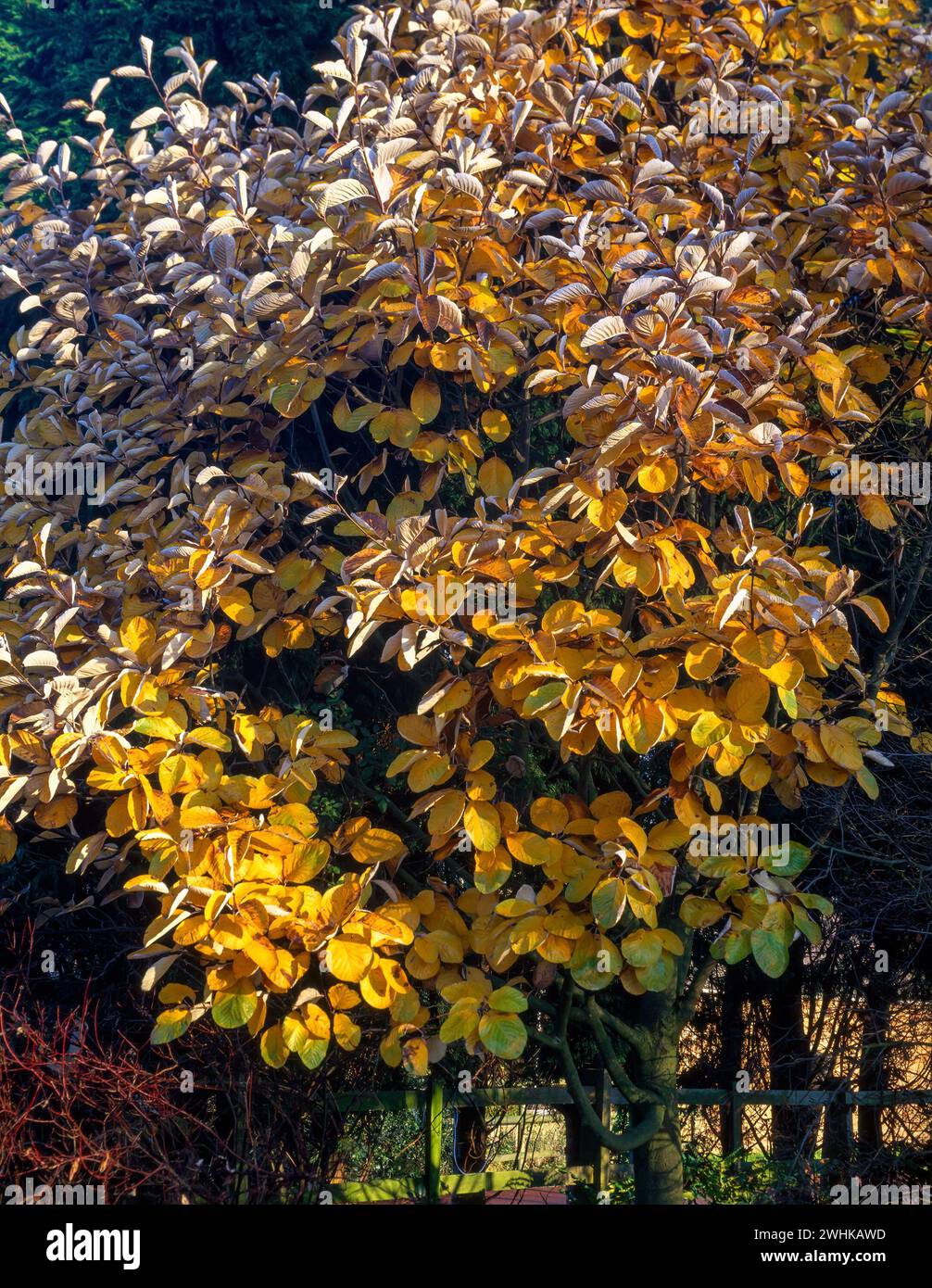 Grazioso colore autunnale dell'albero Sorbus thibetica "John Mitchell" (fascio bianco tibetano), Inghilterra, Regno Unito. Foto Stock