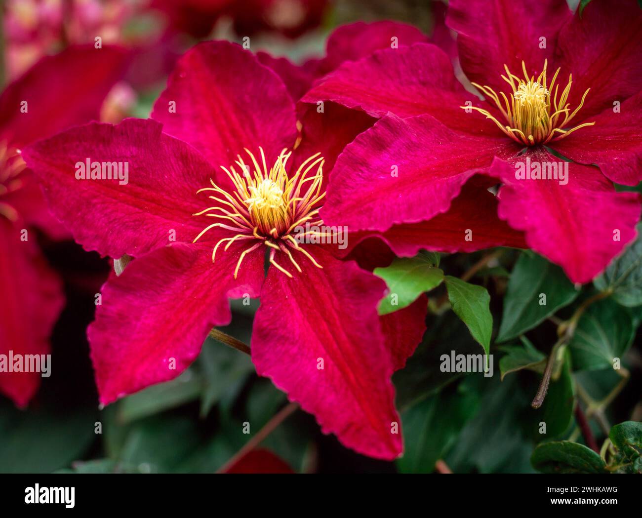 Primo piano di due fiori Clematis "Niobe" di colore rosso rubino profondo, Inghilterra, Regno Unito Foto Stock