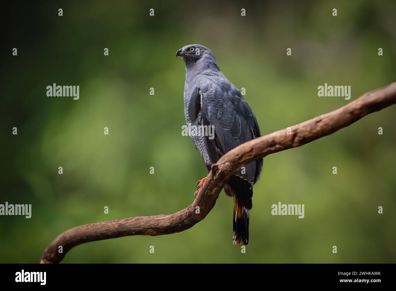 Crane Hawk (Geranospiza caerulescens) - Bird of Prey Foto Stock Crane Hawk (Geranospiza caerulescens) - Bird of Prey Foto Stock