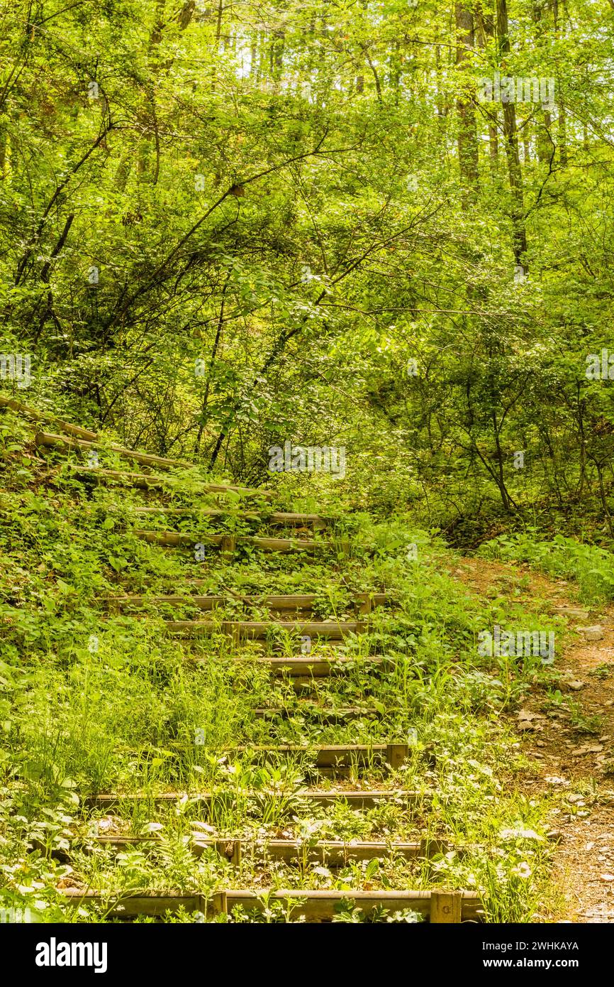 Il sentiero in legno conduce in una lussureggiante area escursionistica boscosa nel pomeriggio soleggiato Foto Stock