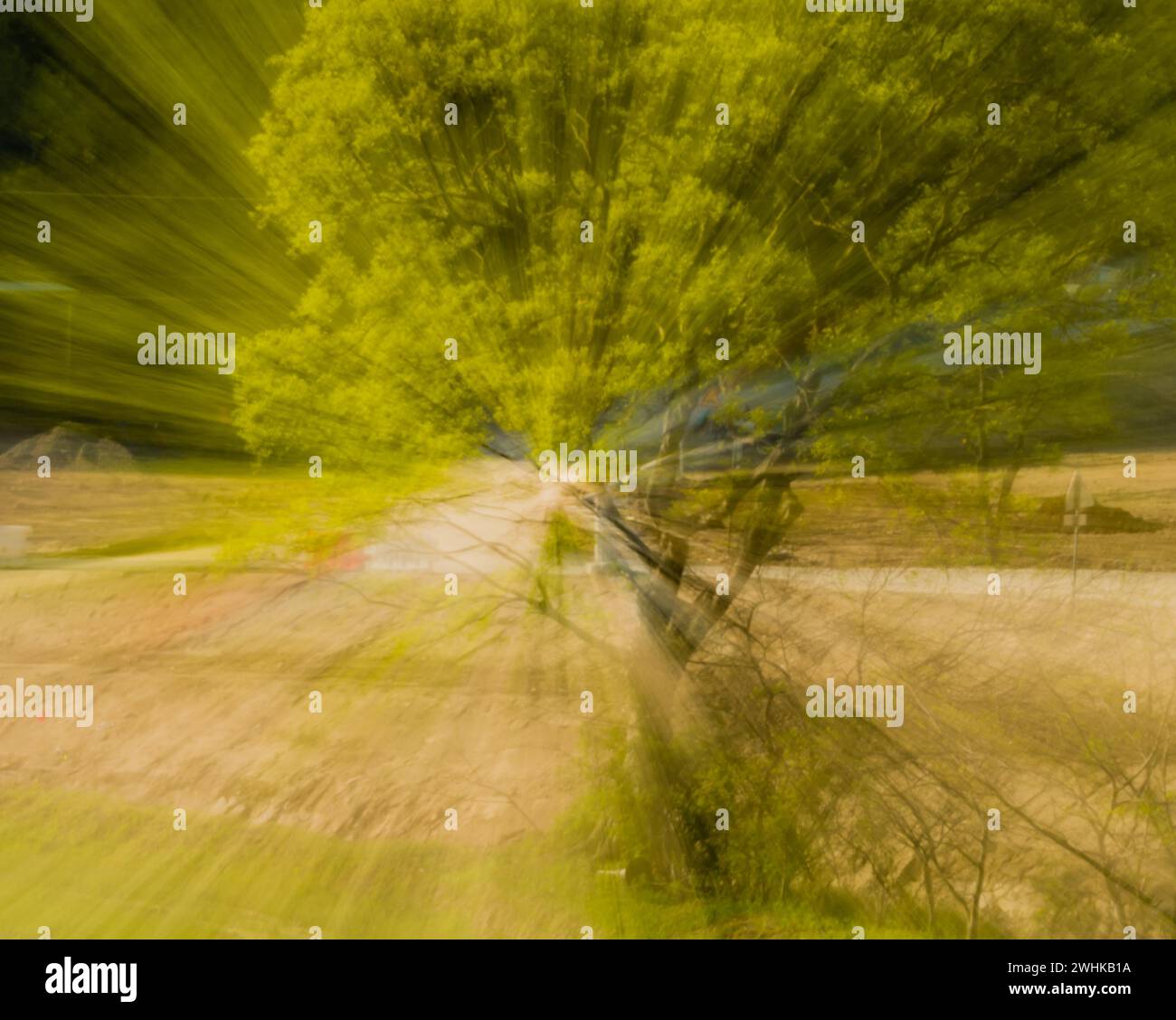 Immagine astratta di un albero in campagna. Creato con lo zoom indietro durante la chiusura dell'otturatore Foto Stock
