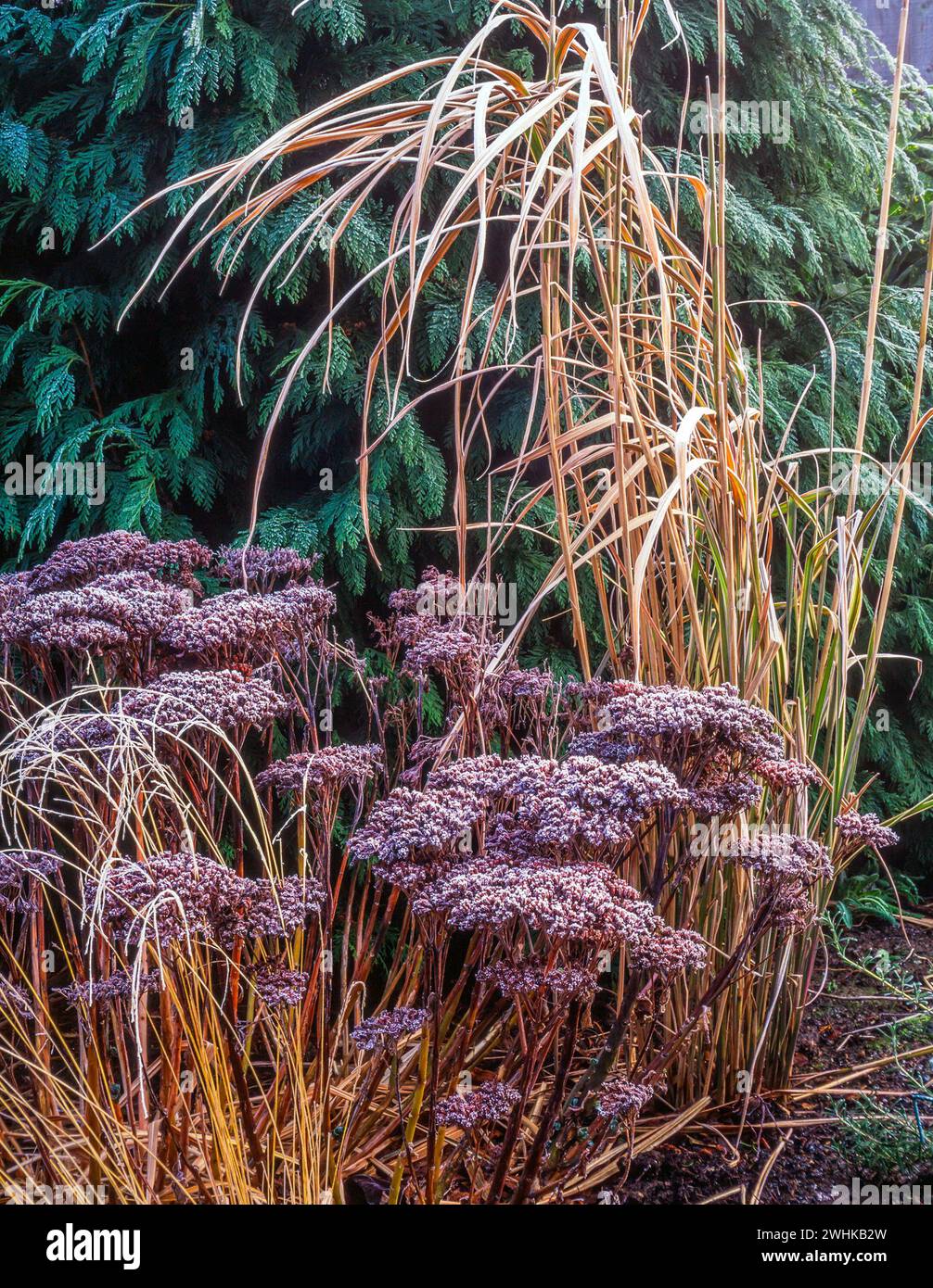 Fogliame del giardino invernale di Sedum Spectabile 'Autumn Joy' e Miscanthus sinesis variegatus (erba d'argento giapponese) con rombo di ghiaccio, Inghilterra, Regno Unito Foto Stock