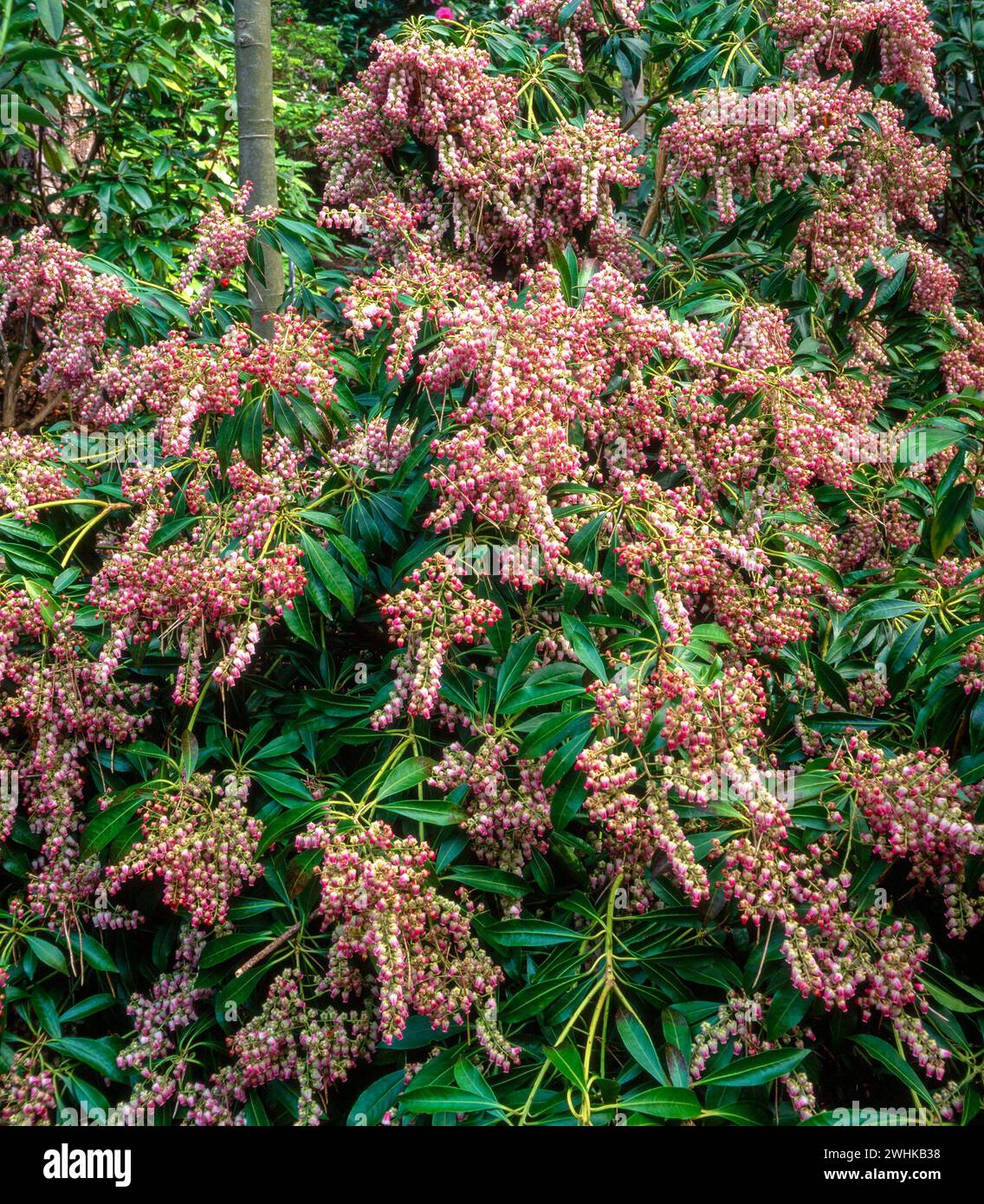 Pieris Japonica (Andromeda giapponese) ricoperta di fiori rosa nel giardino inglese, Regno Unito Foto Stock