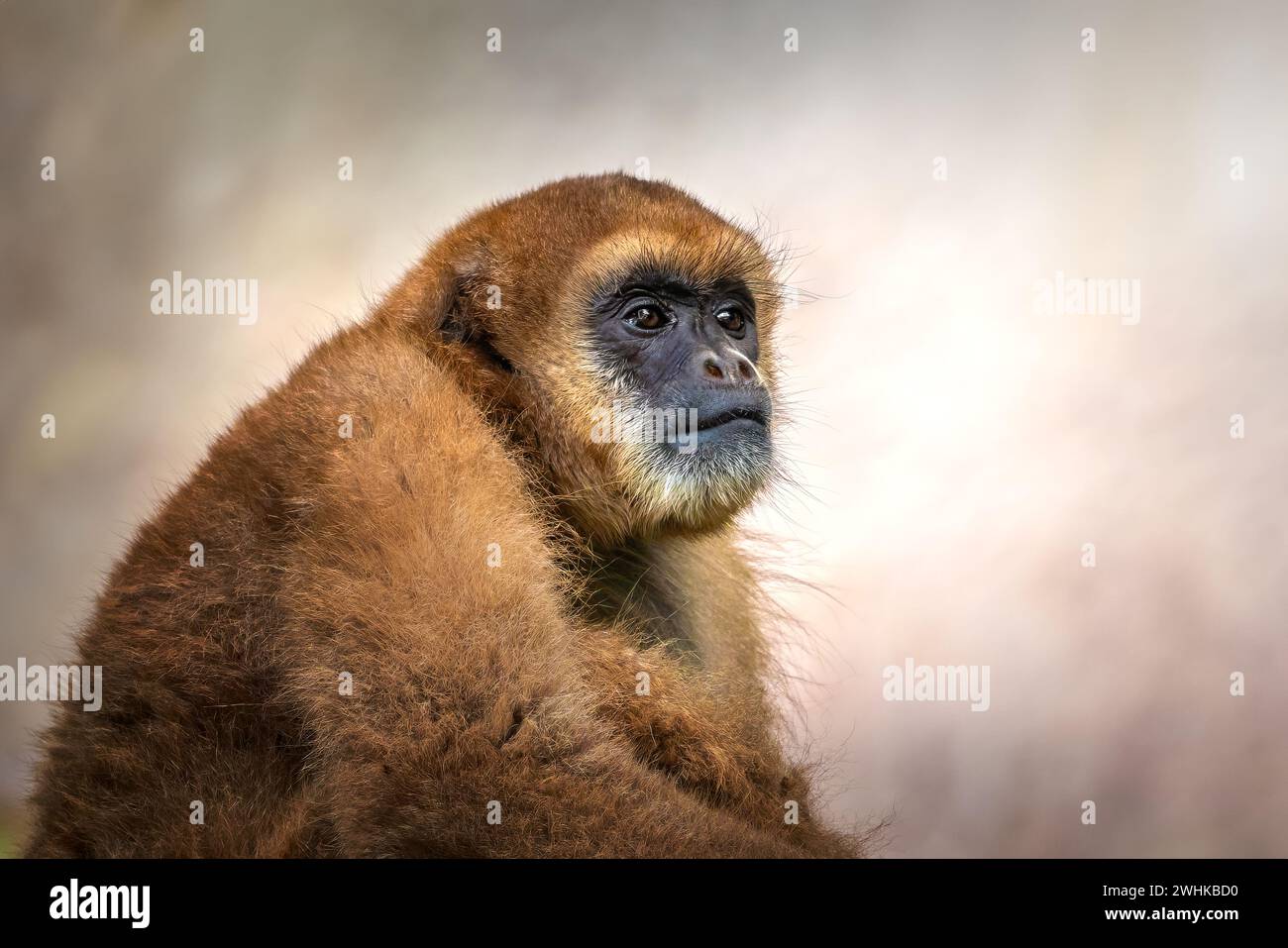 Scimmia muriqui meridionale (Brachyteles arachnoides) o scimmia ragno lanoso Foto Stock