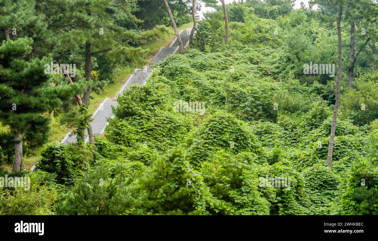 Lunga scalinata in cemento che conduce su una montagna in fitto bosco in un pomeriggio coperto nella Corea del Sud Foto Stock Lunga scalinata in cemento che conduce su una montagna in fitto bosco in un pomeriggio coperto nella Corea del Sud Foto Stock