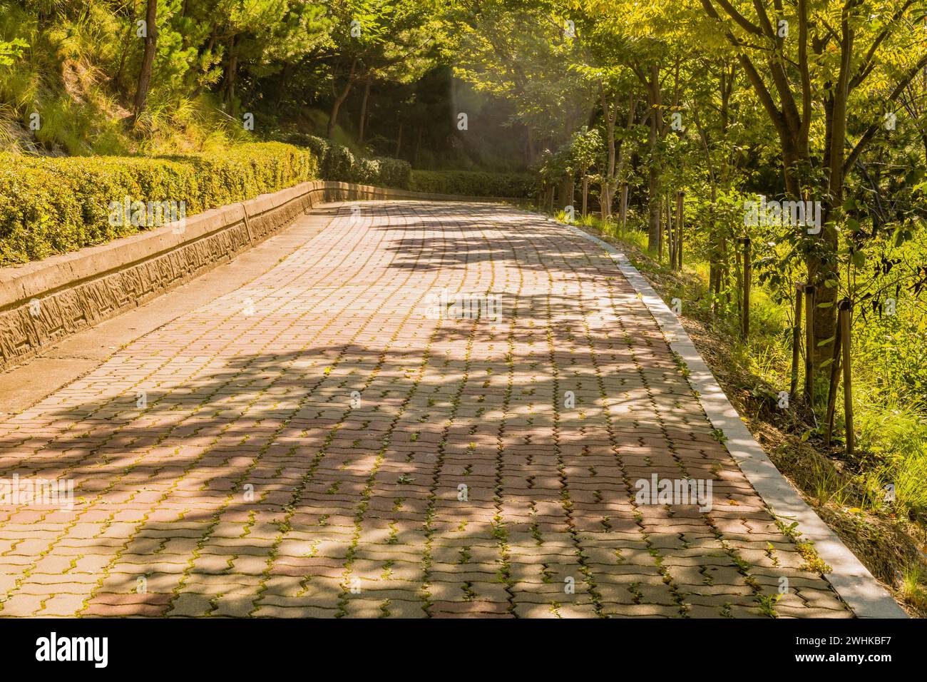 Ampia passerella alberata in mattoni con pareti in mattoni rivestite di siepi rifilate in un parco montano della Corea del Sud Foto Stock