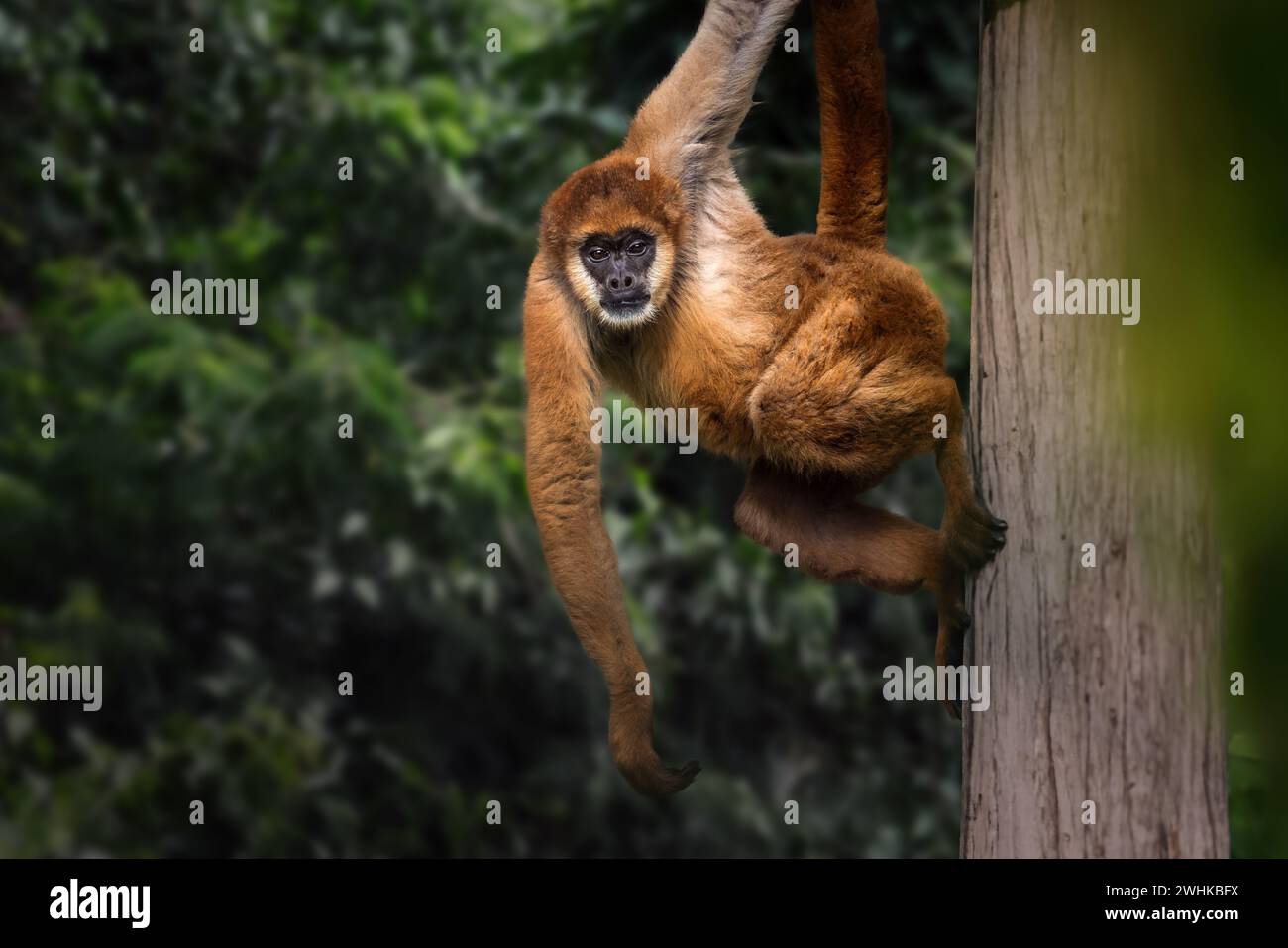 Scimmia muriqui meridionale (Brachyteles arachnoides) o scimmia ragno lanoso Foto Stock