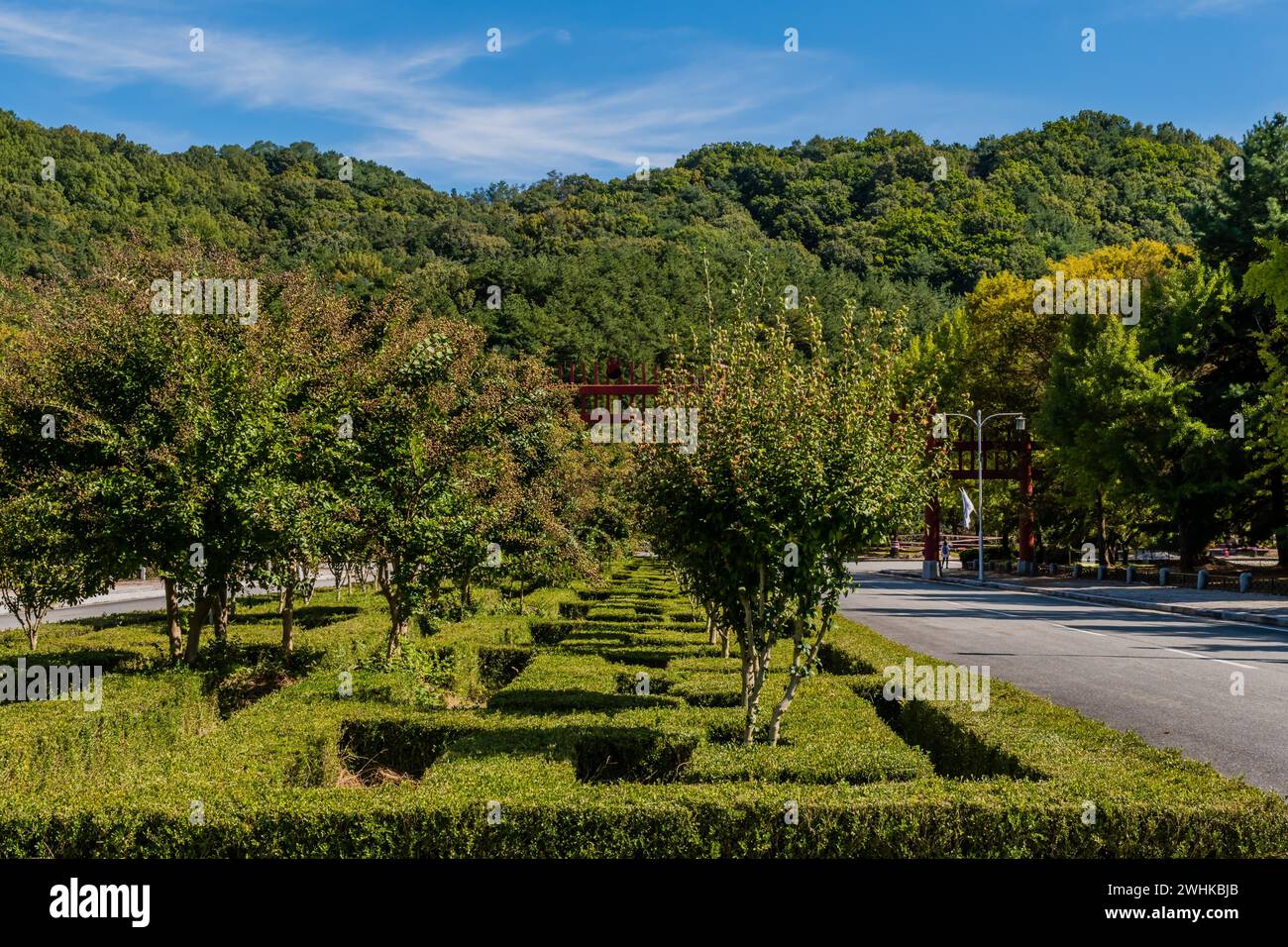 File di alberi e filari curati di siepi vicino alla strada asfaltata nel parco pubblico della Corea del Sud Foto Stock