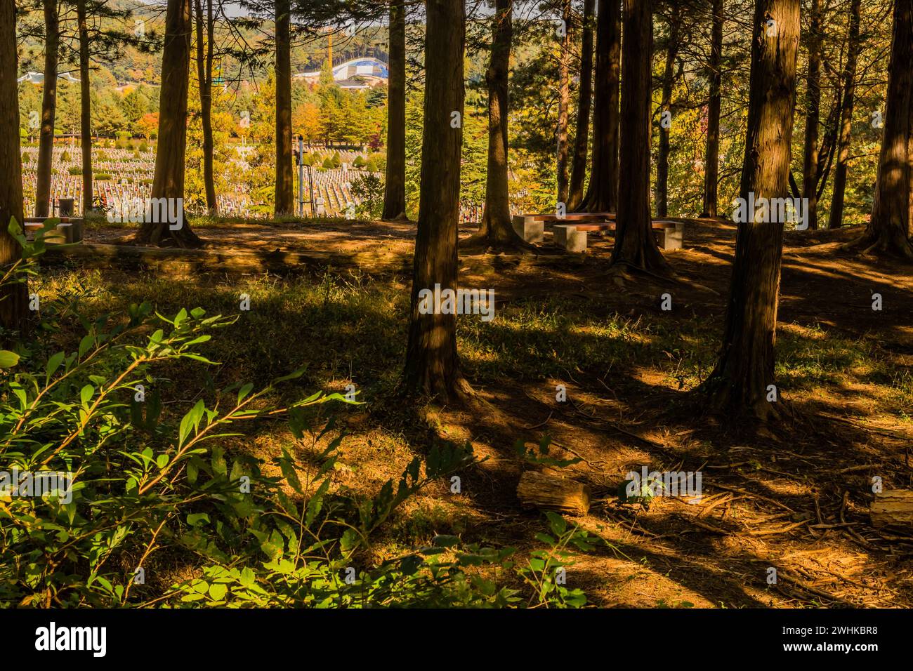 Panchine in cemento e legno all'ombra accanto al sentiero escursionistico con lapidi cimiteriali in lontananza Foto Stock