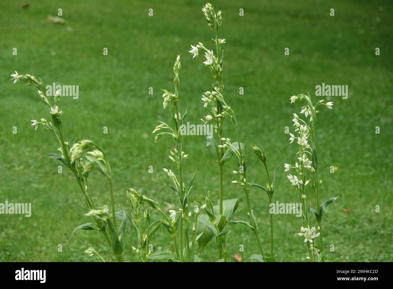 Swertia petiolata, felwort Foto Stock