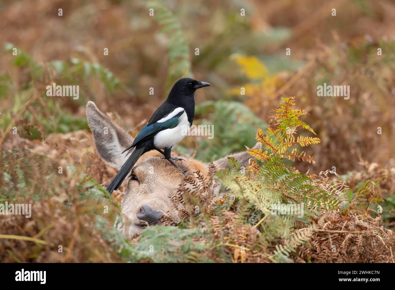 Cervo rosso (Cervus elaphus) femmina adulta seduto tra il bracken in autunno con un uccello adulto Magpie (Pica pica) sulla testa, Inghilterra, United Foto Stock