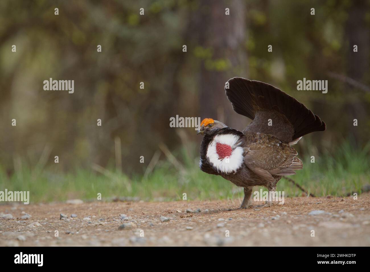 Dusky Grouse, Dendragapus obscurus, esegue un'elaborata mostra di corteggiamento nella catena montuosa Cascade dello stato di Washington, vicino al confine canadese Foto Stock