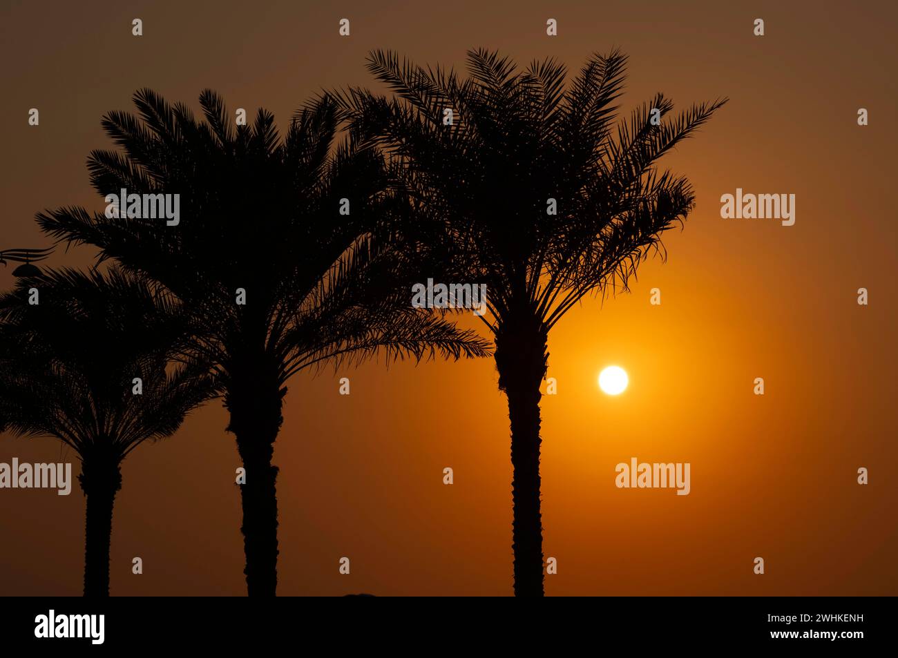 Palme, tramonto, atmosfera serale, passeggiata sul lungomare, lungomare, Palm Jumeirah, Dubai, Emirati Arabi Uniti, VAR Foto Stock
