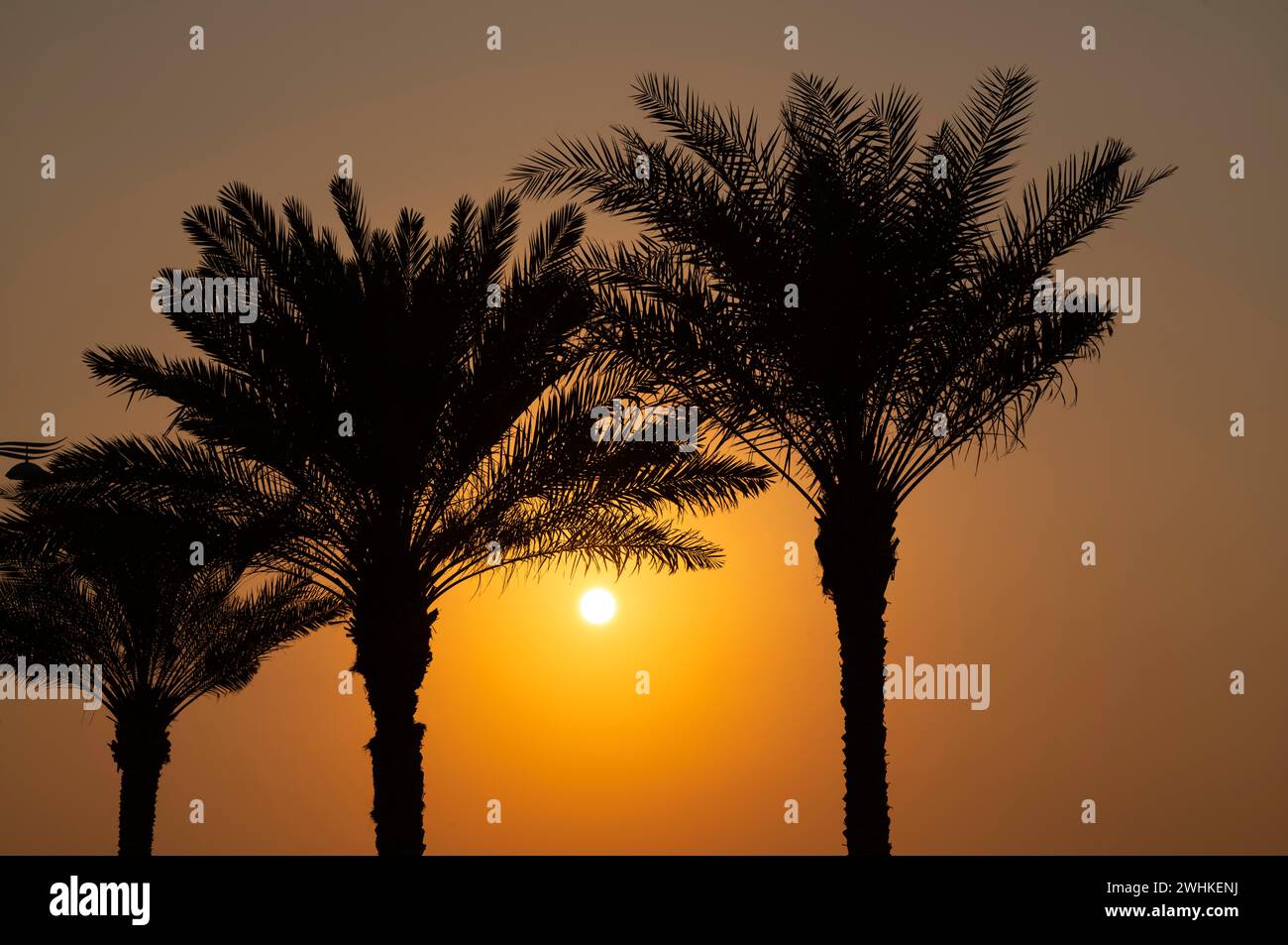 Palme, tramonto, atmosfera serale, passeggiata sul lungomare, lungomare, Palm Jumeirah, Dubai, Emirati Arabi Uniti, VAR Foto Stock