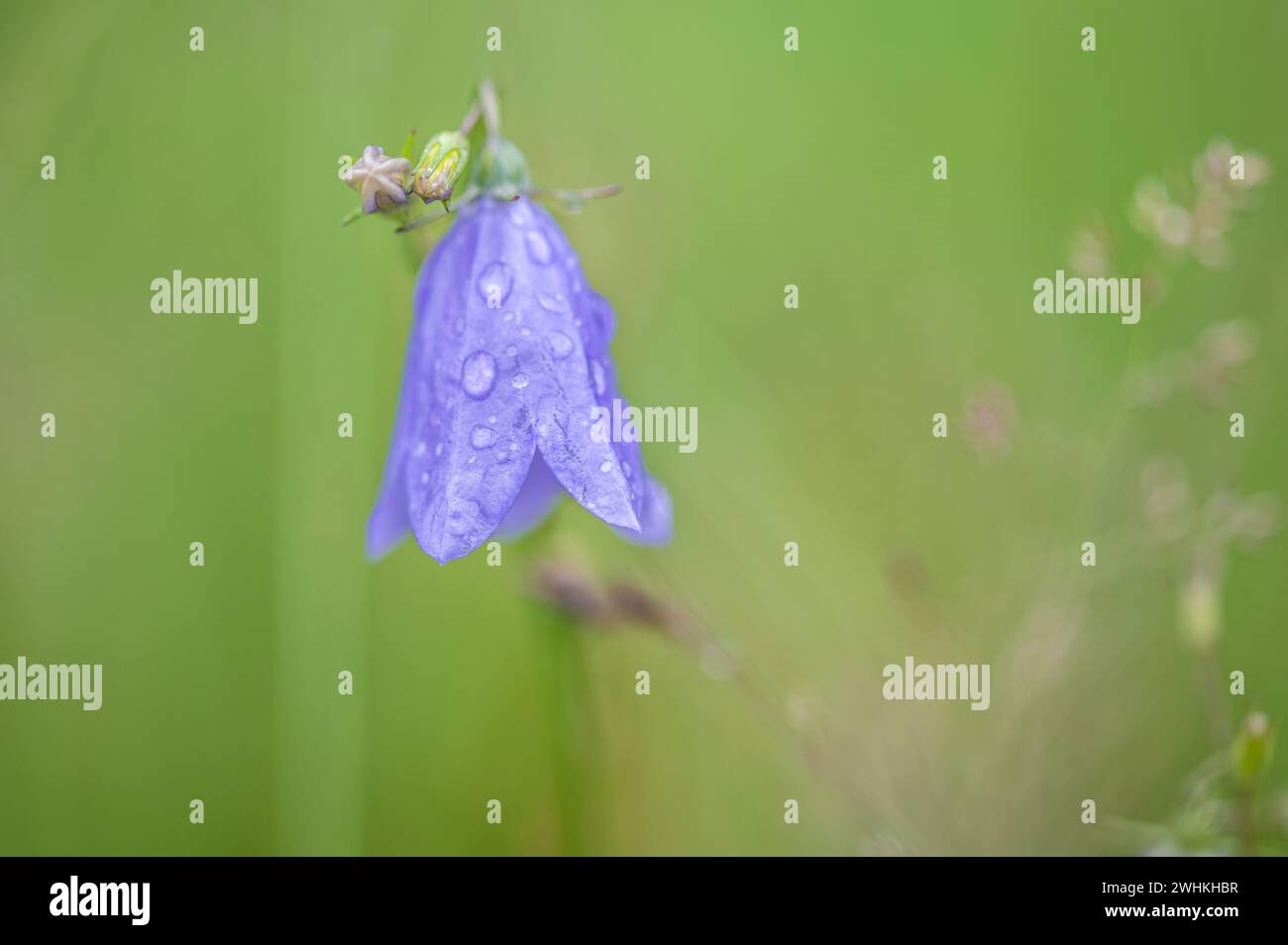 Round-lasciarono la campanula Foto Stock