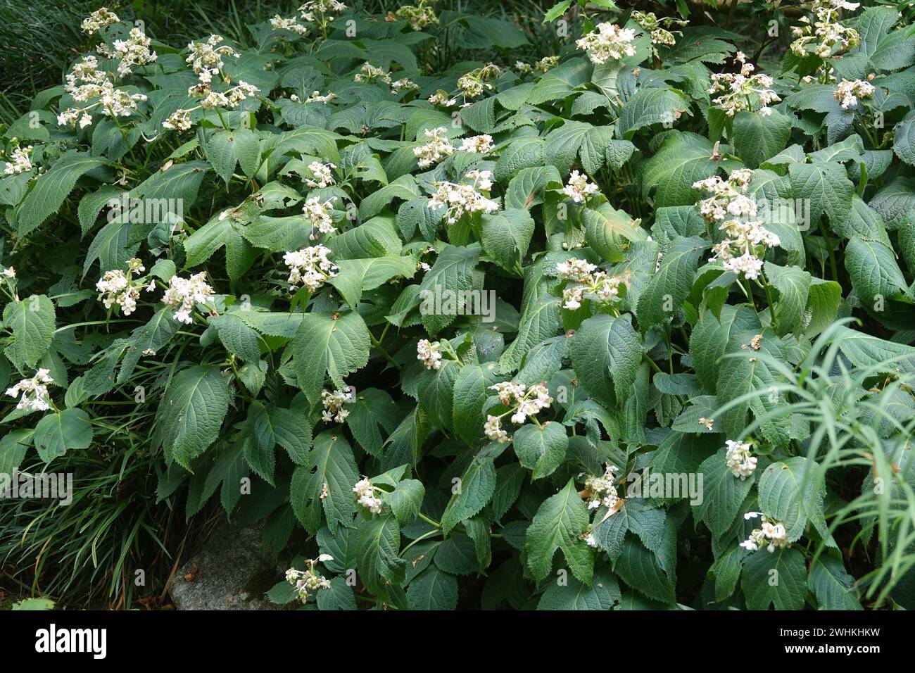 Deinanthe bifida, falsa ortensia Foto Stock