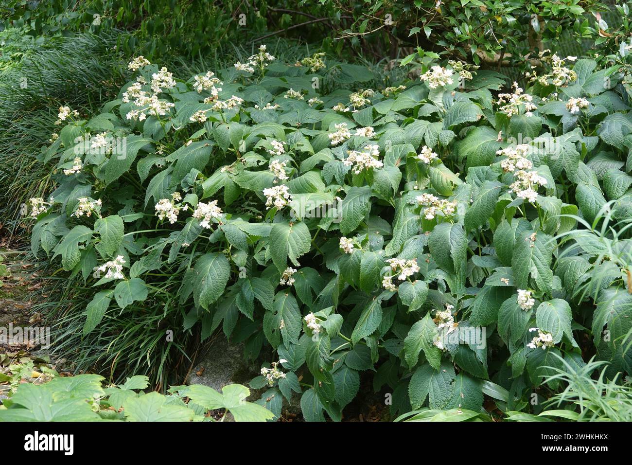 Deinanthe bifida, falsa ortensia Foto Stock