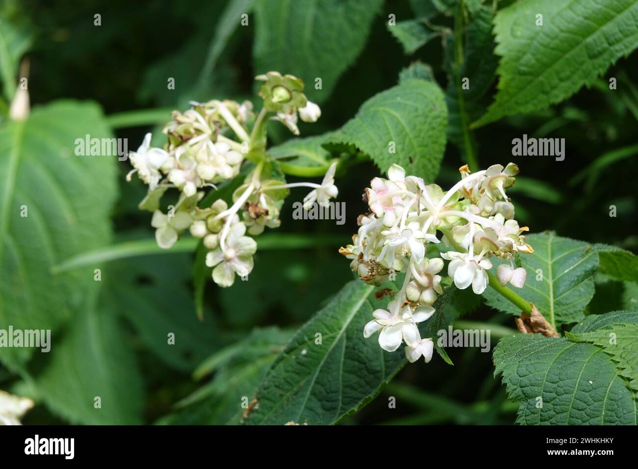 Deinanthe bifida, falsa ortensia Foto Stock