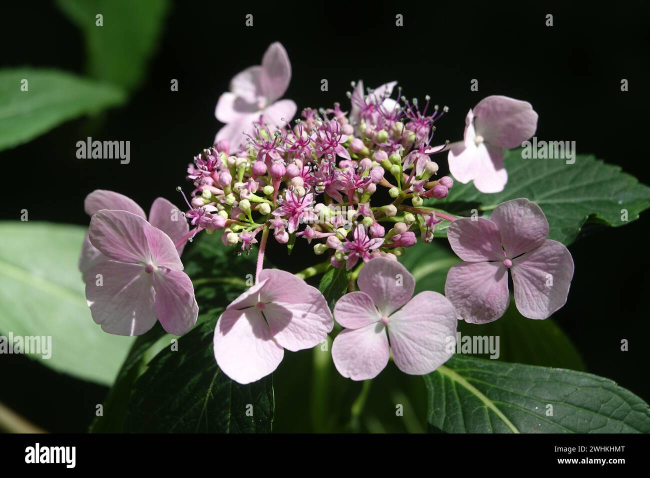 Hydrangea macrophylla F. normalis, hortensia Foto Stock